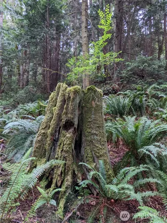 a view of forest