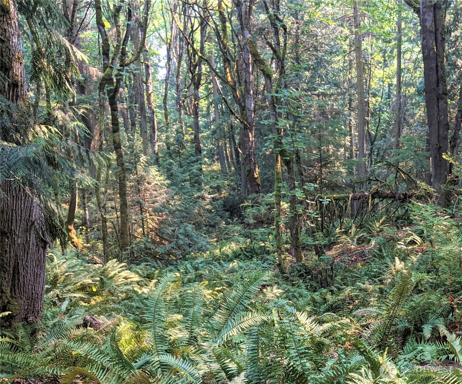 2998 Oak Bay Road Port Hadlock, WA 98339 - Photo 16 of 28 a view of forest