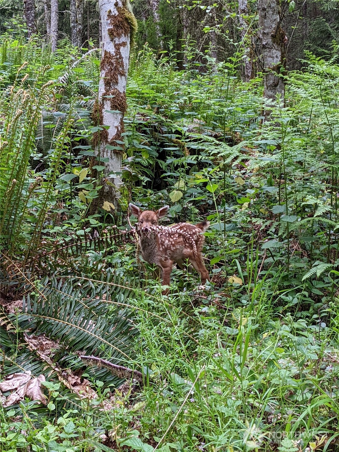 2998 Oak Bay Road Port Hadlock, WA 98339 - Photo 5 of 28 a backyard of a house with lots of green space and garden