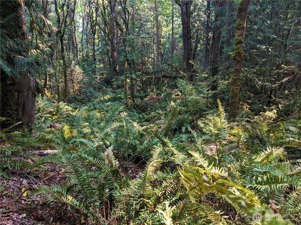 a view of a forest with lots of trees