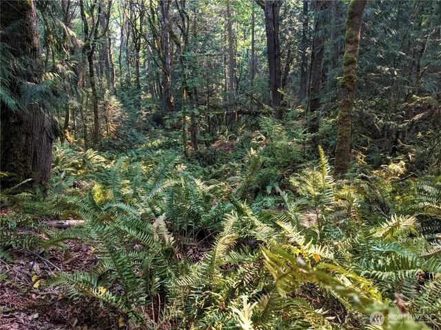 a view of a forest with lots of trees