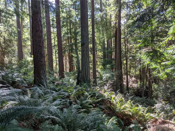 a view of forest