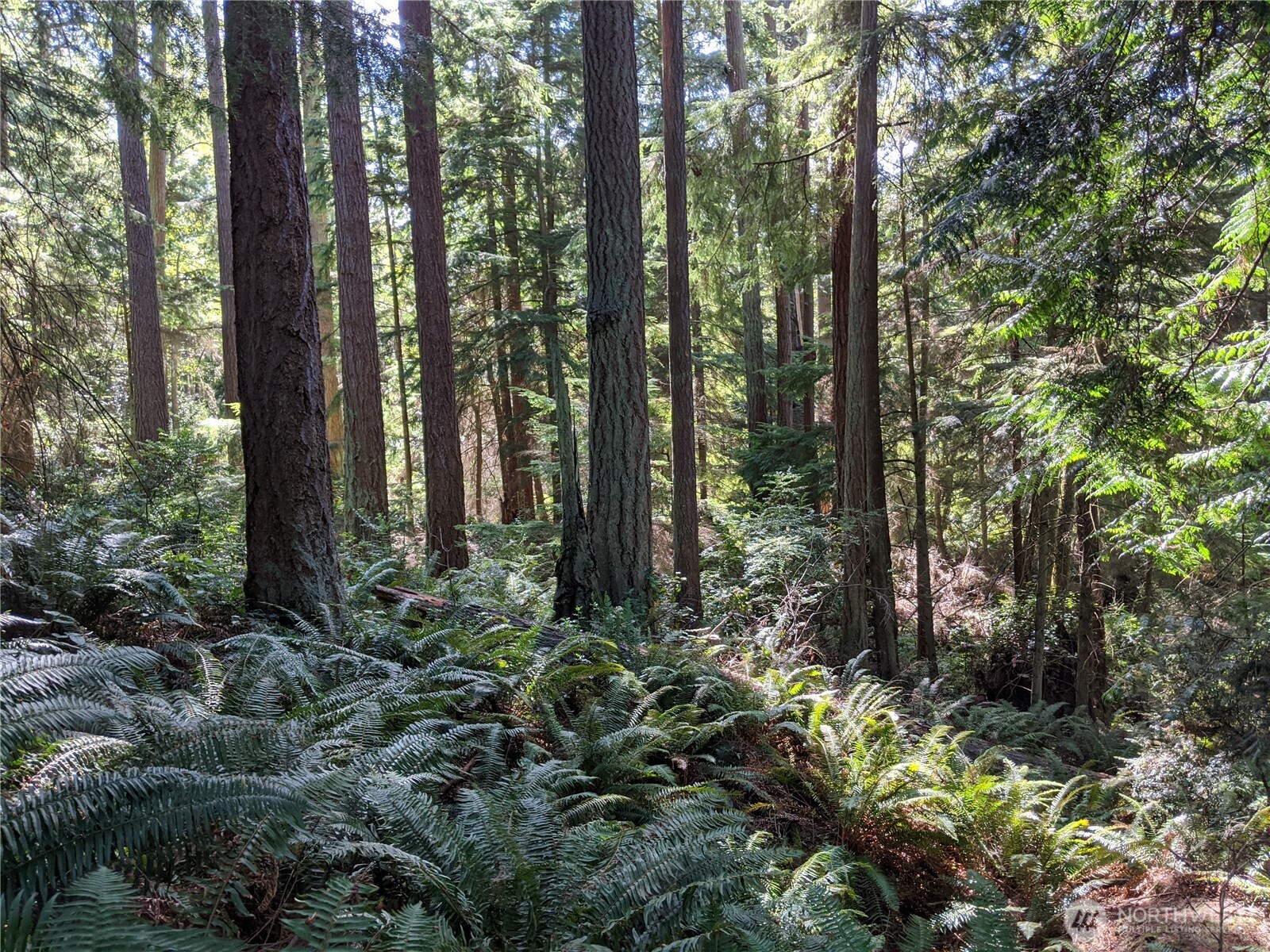 2998 Oak Bay Road Port Hadlock, WA 98339 - Photo 8 of 28 a view of forest