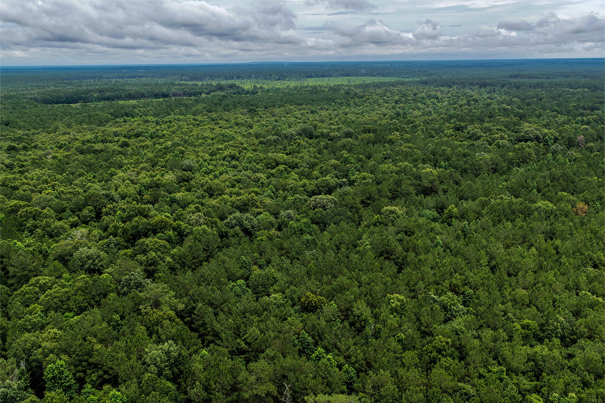 1782-acres County Line Road Shepherd, TX 77371 - Photo 6 of 22