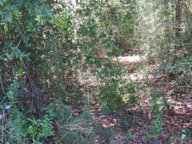 2.42 Country Living Road Baker, FL 32531 - Photo 4 of 5 a view of a forest with a tree