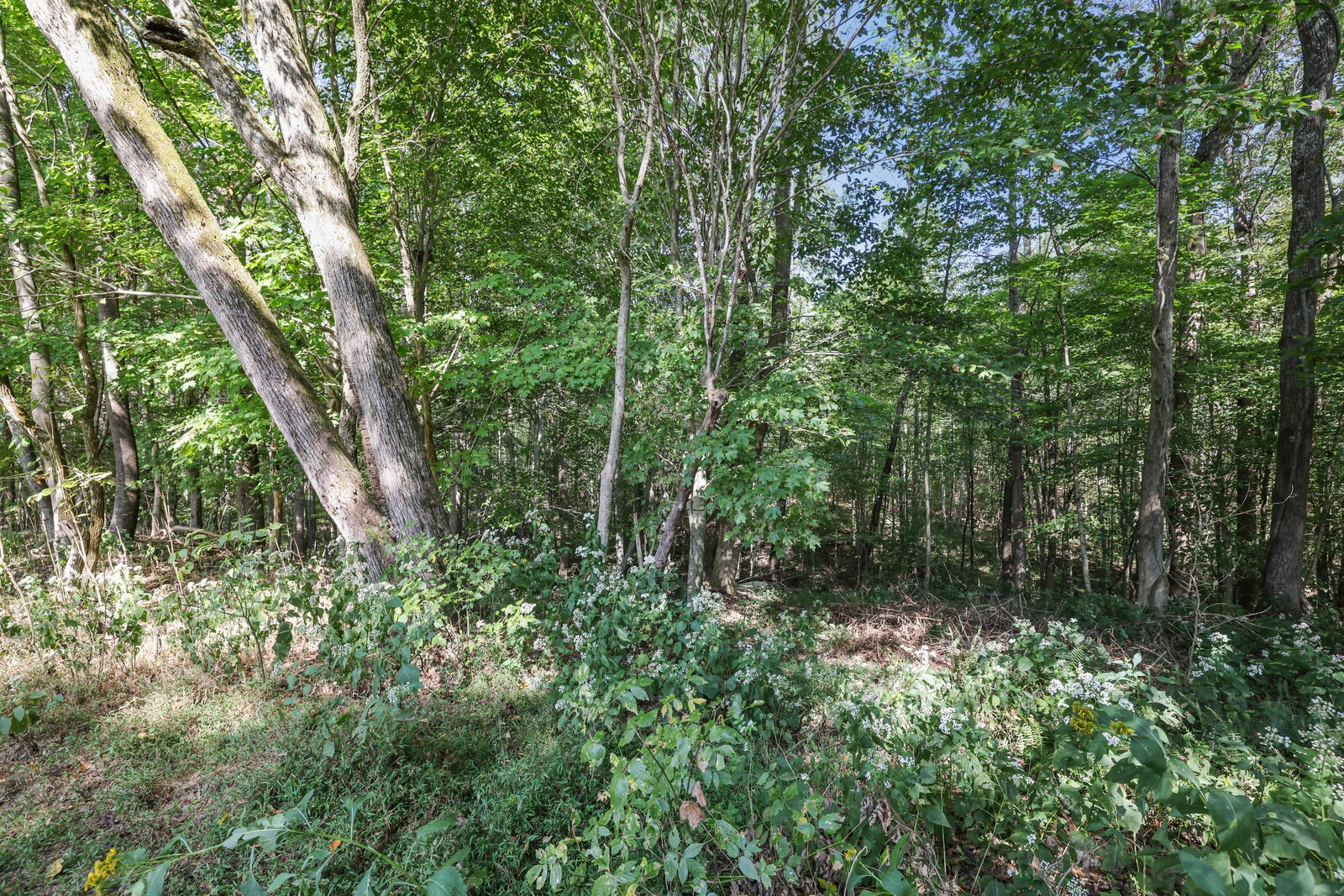 634 Bennett Hill Road Red Boiling Springs, TN 37150 - Photo 30 of 44 a view of forest