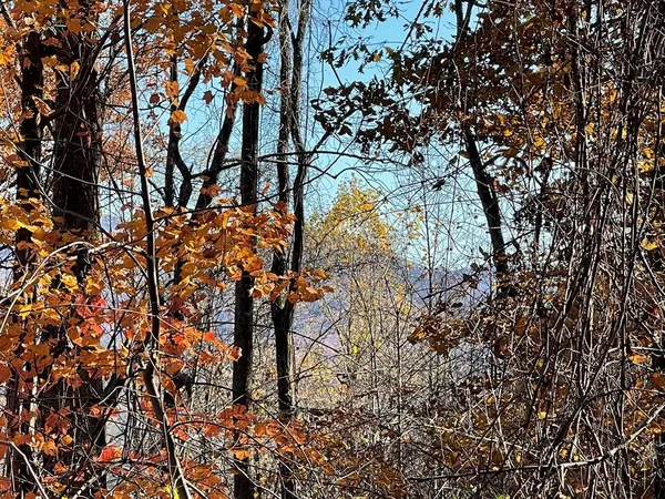 a view of tree