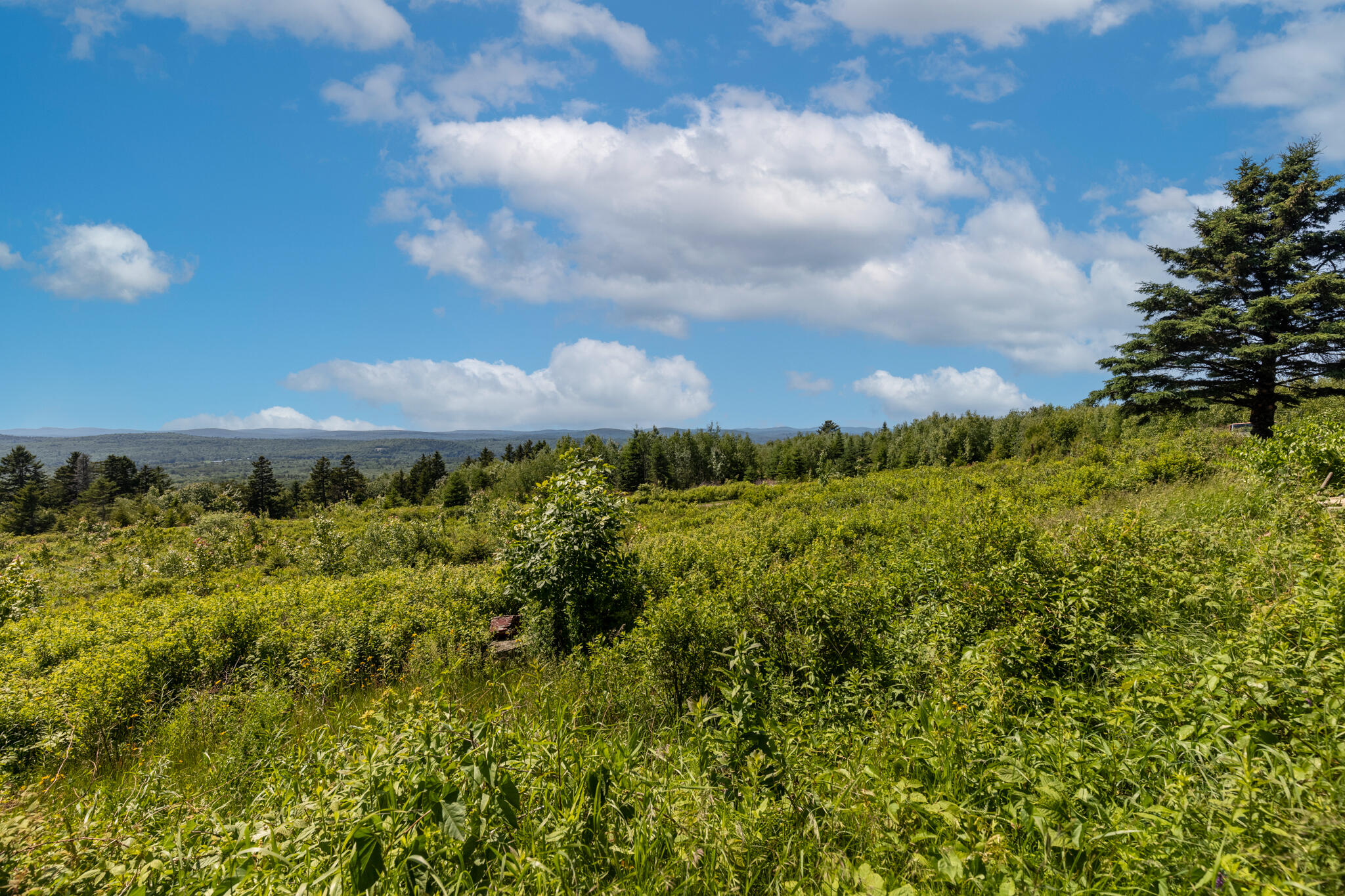 533 Mt Ephraim Road Searsport, ME 04974 - Photo 64 of 111 20250621-_MG_2263-HDR