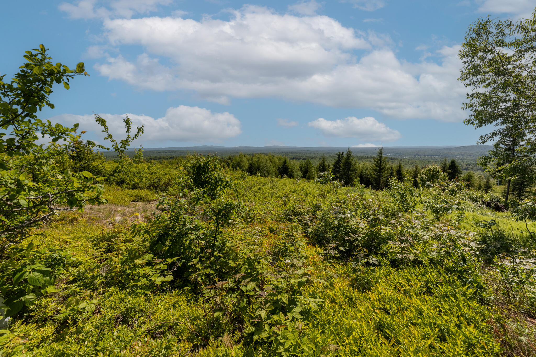 533 Mt Ephraim Road Searsport, ME 04974 - Photo 84 of 111 20250621-_MG_2373-HDR