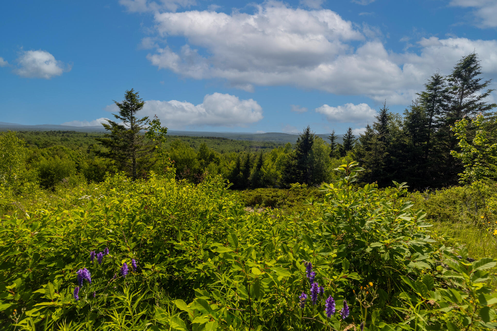 533 Mt Ephraim Road Searsport, ME 04974 - Photo 91 of 111 20250621-_MG_2508-HDR