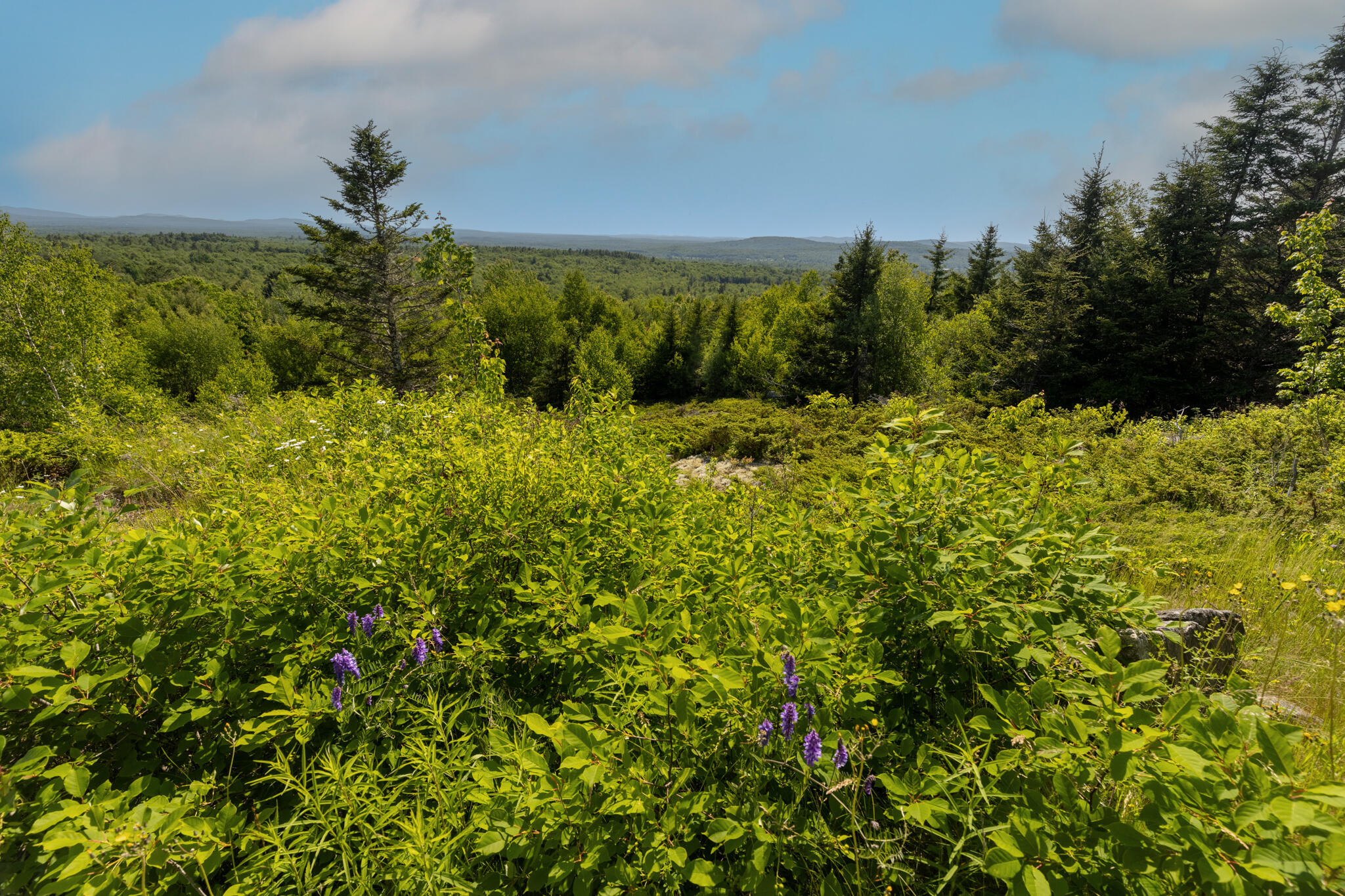 533 Mt Ephraim Road Searsport, ME 04974 - Photo 93 of 111 20250621-_MG_2518-HDR