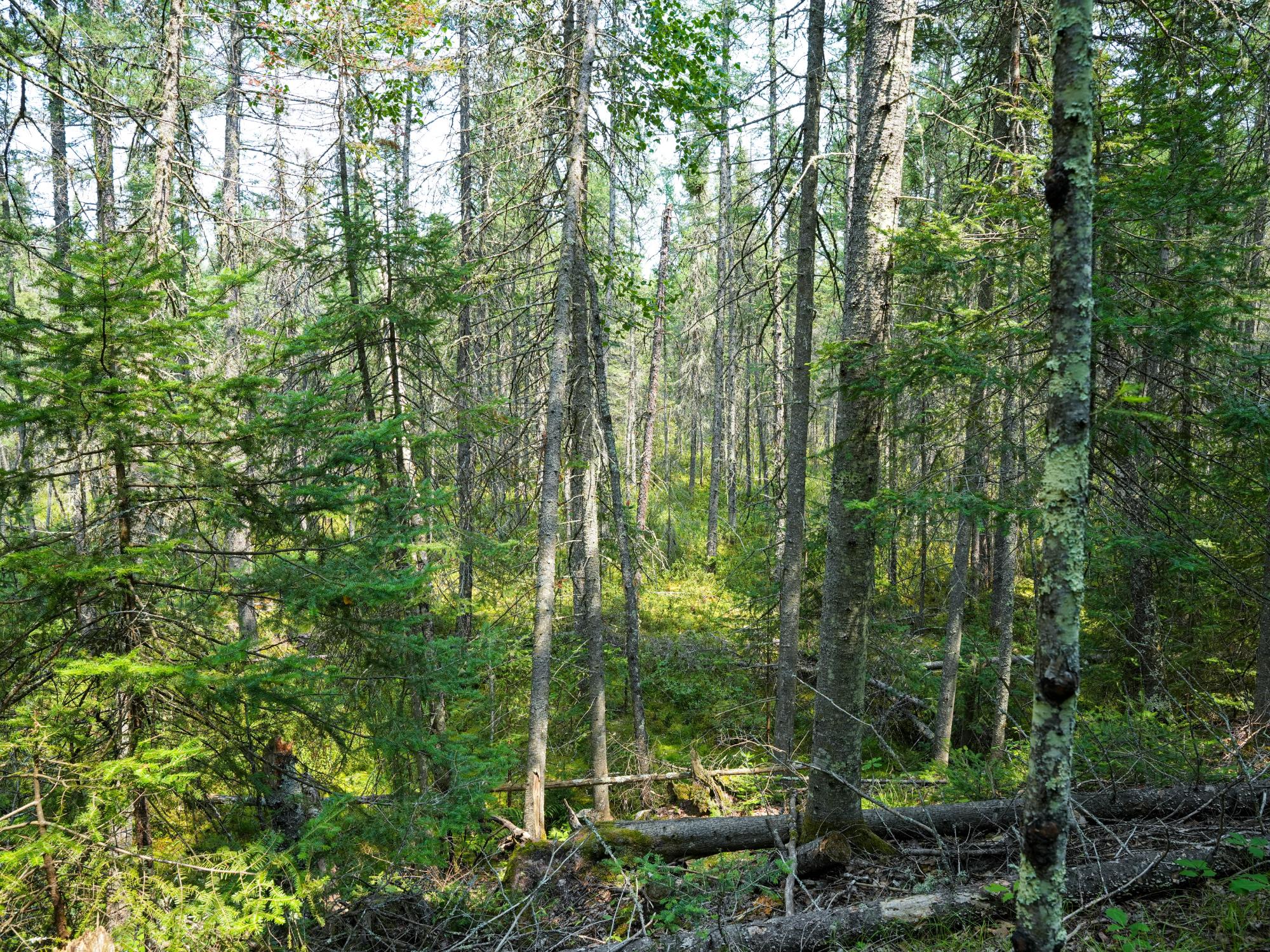 Lot 7 Hunters Ridge Road Phelps, WI 54554 - Photo 12 of 29
