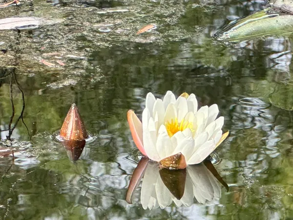 a close up of a fountain with a tree in the background