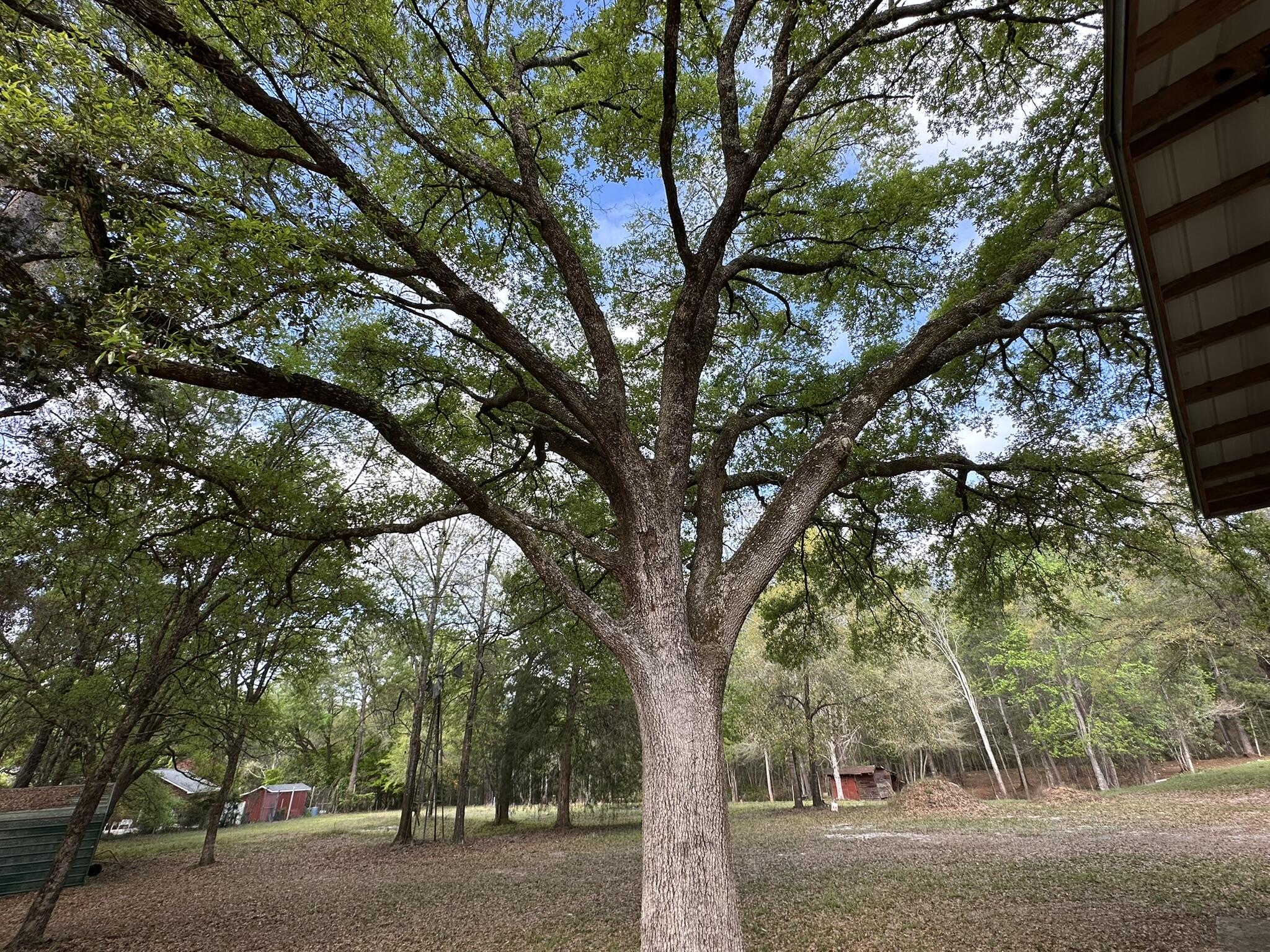 3421 Airport Road Crestview, FL 32539 - Photo 19 of 54 a tree in the middle of a yard