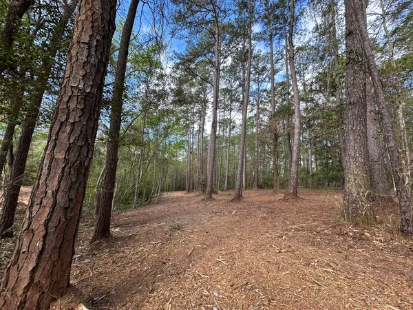 a view of a forest with trees in the background