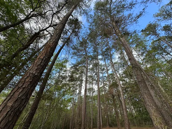 a view of a forest with trees in the background