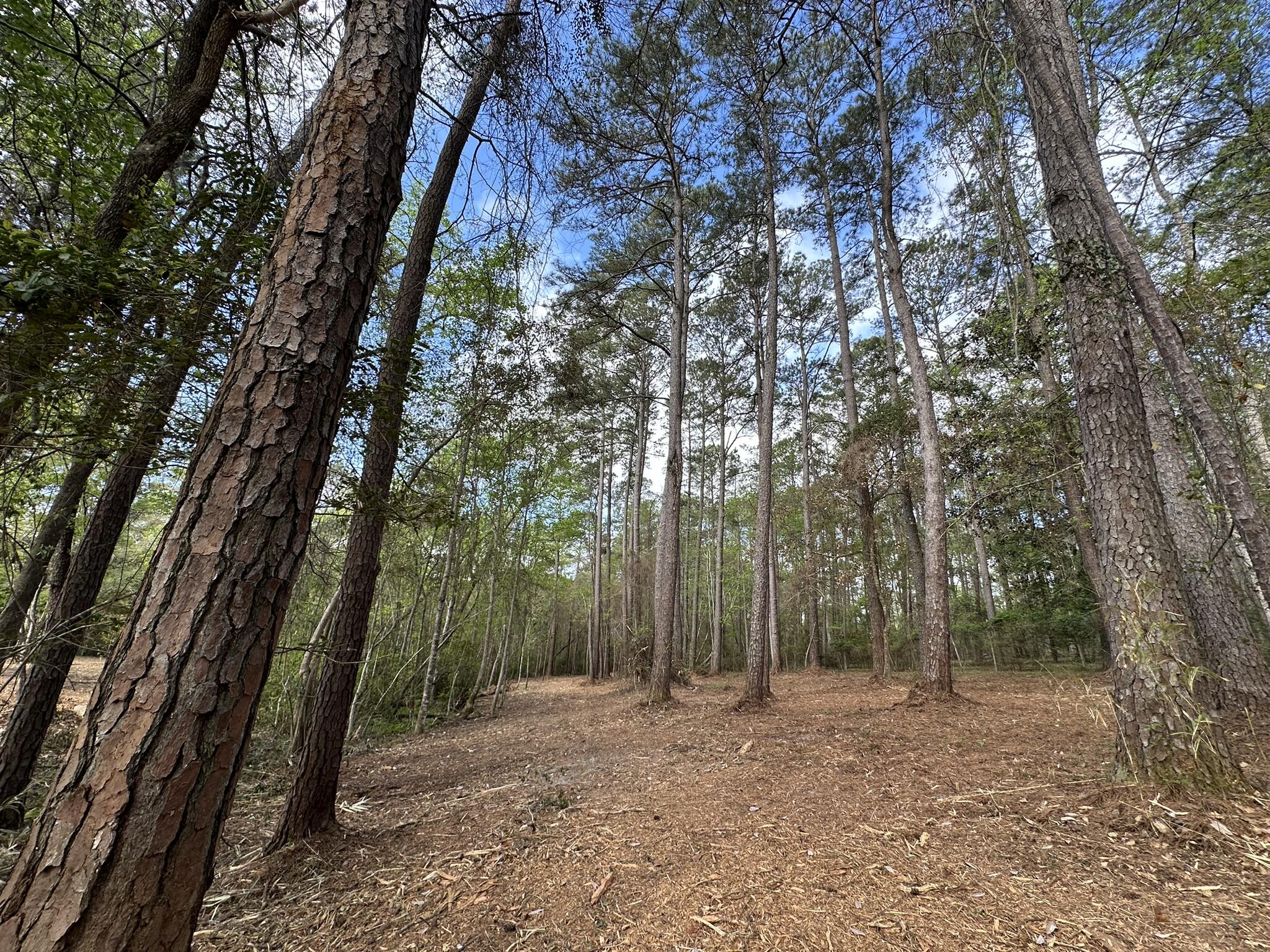 3421 Airport Road Crestview, FL 32539 - Photo 25 of 54 a view of a forest with trees in the background