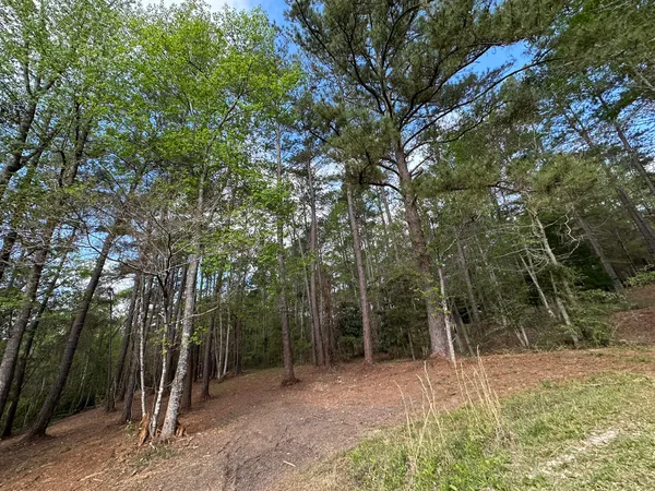 a view of a tree in the middle of a yard
