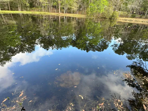 a view of a tree in a yard