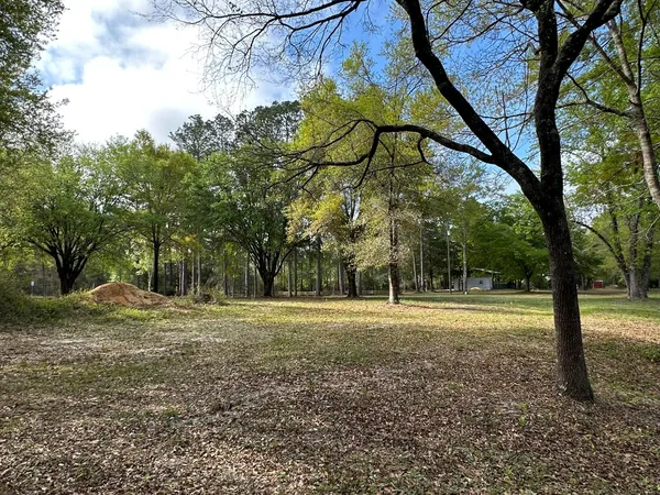 a view of trees in a yard