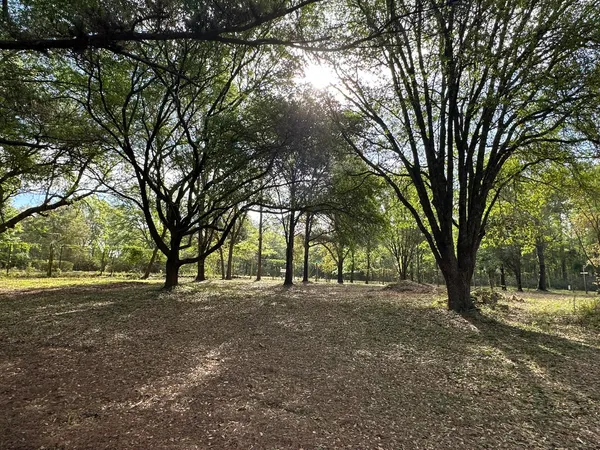 a view of a yard with a tree