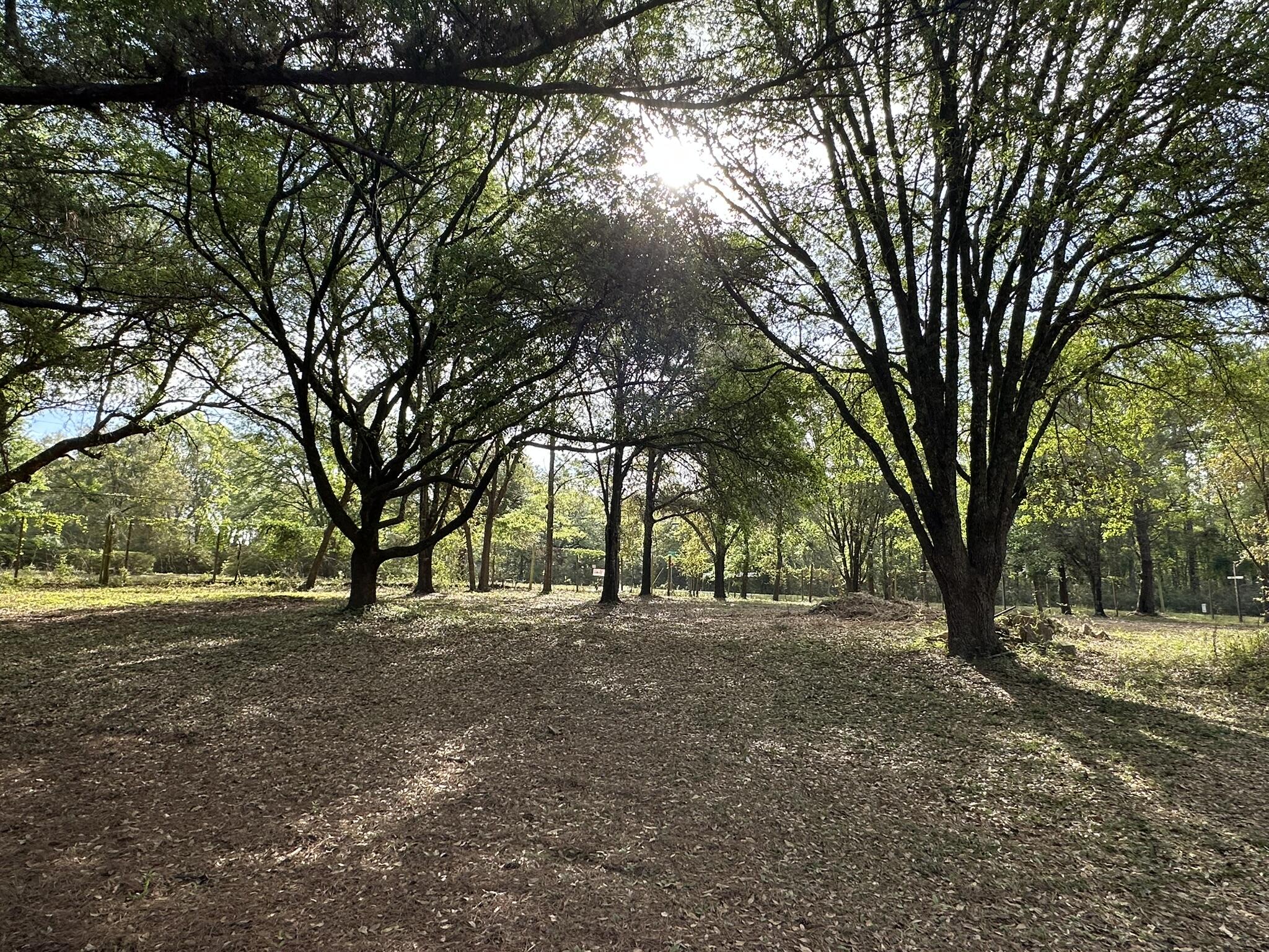 3421 Airport Road Crestview, FL 32539 - Photo 37 of 54 a view of a yard with a tree