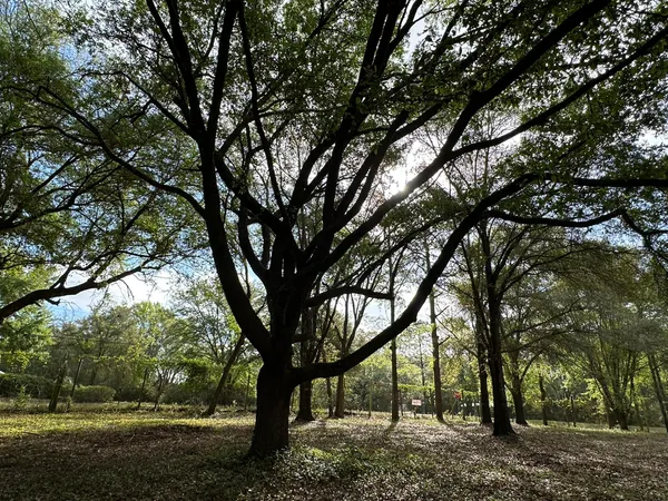 a view of road with trees