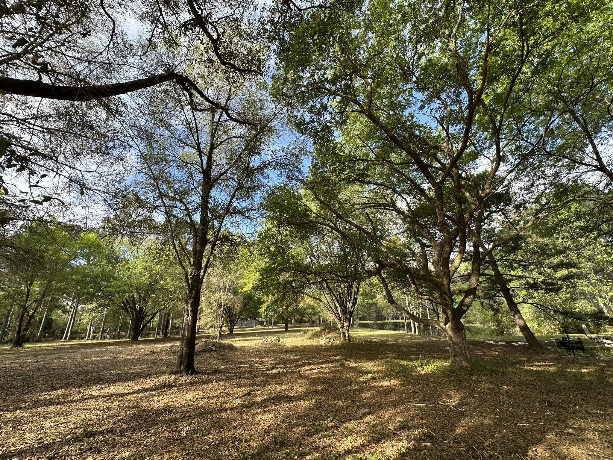3421 Airport Road Crestview, FL 32539 - Photo 39 of 54 a view of a yard with a tree