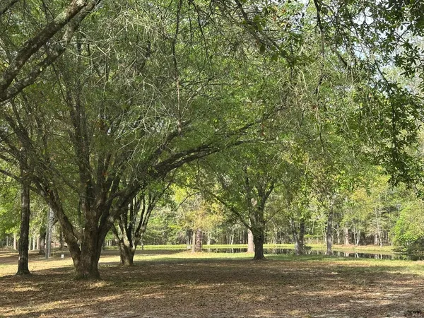 a view of a yard with plants and large trees
