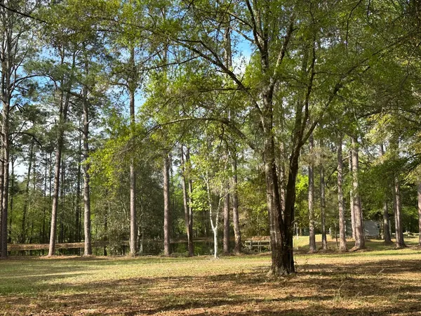 a view of a yard with plants and trees
