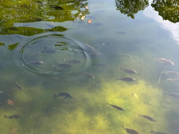 a view of a field with large trees