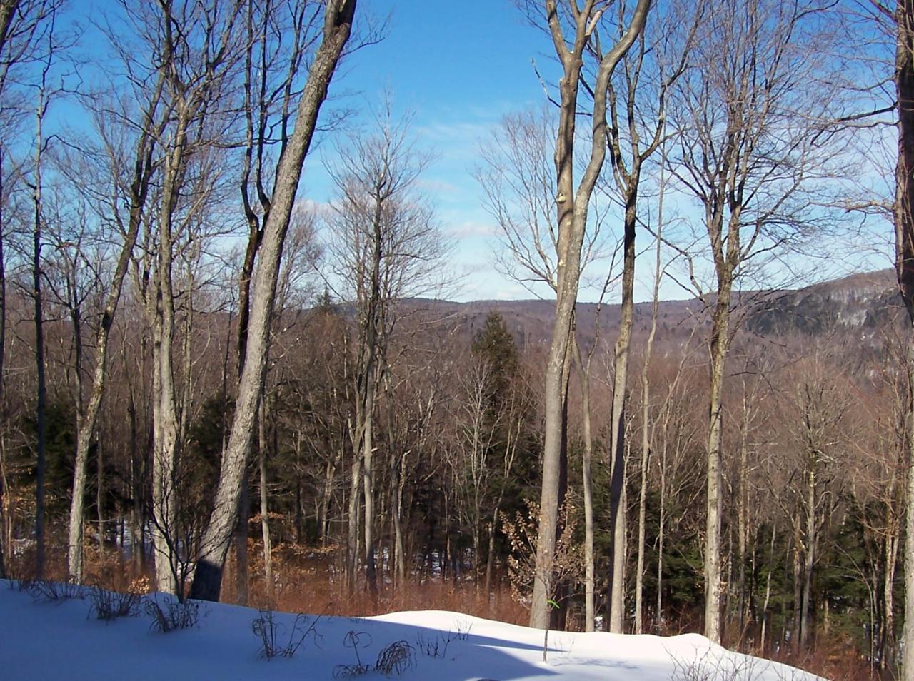 1 Hemlock Road Tyringham, MA 01264 - Photo 19 of 19 a view of a yard with trees