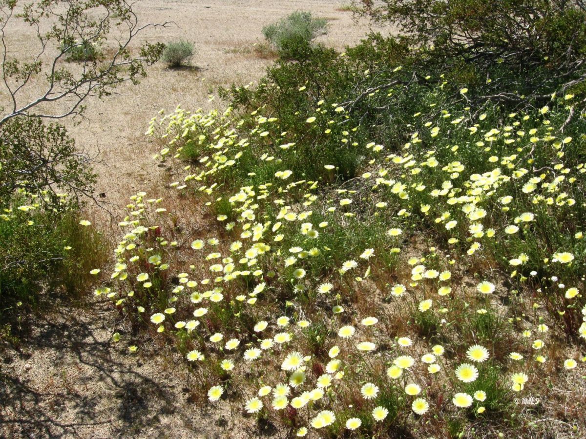 350 Little Lake Road Inyokern, CA 93527 - Photo 23 of 26