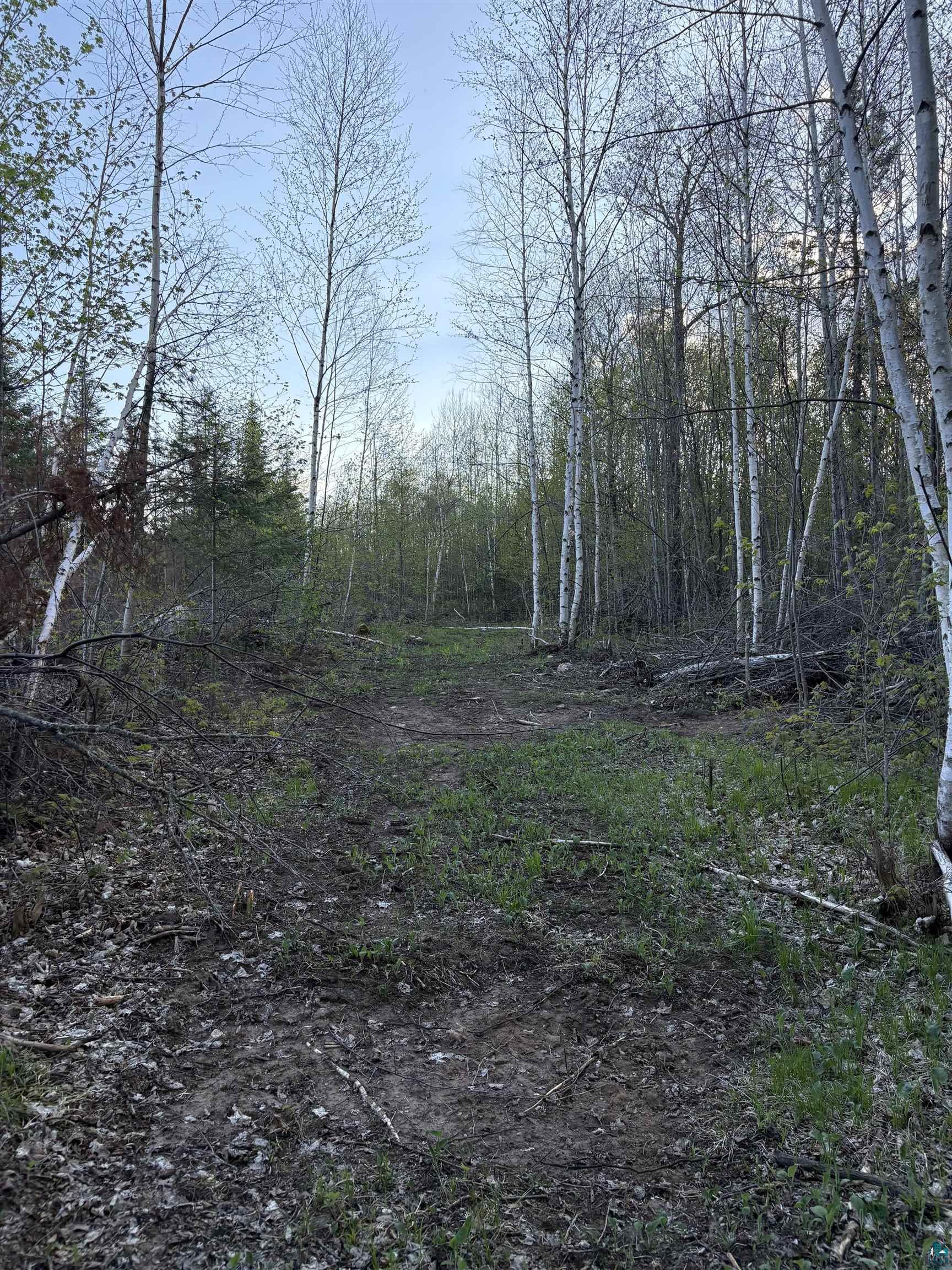 0 Mertig Road Glidden, WI 54527 - Photo 19 of 20 View of woods