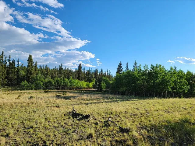a view of a yard with palm trees
