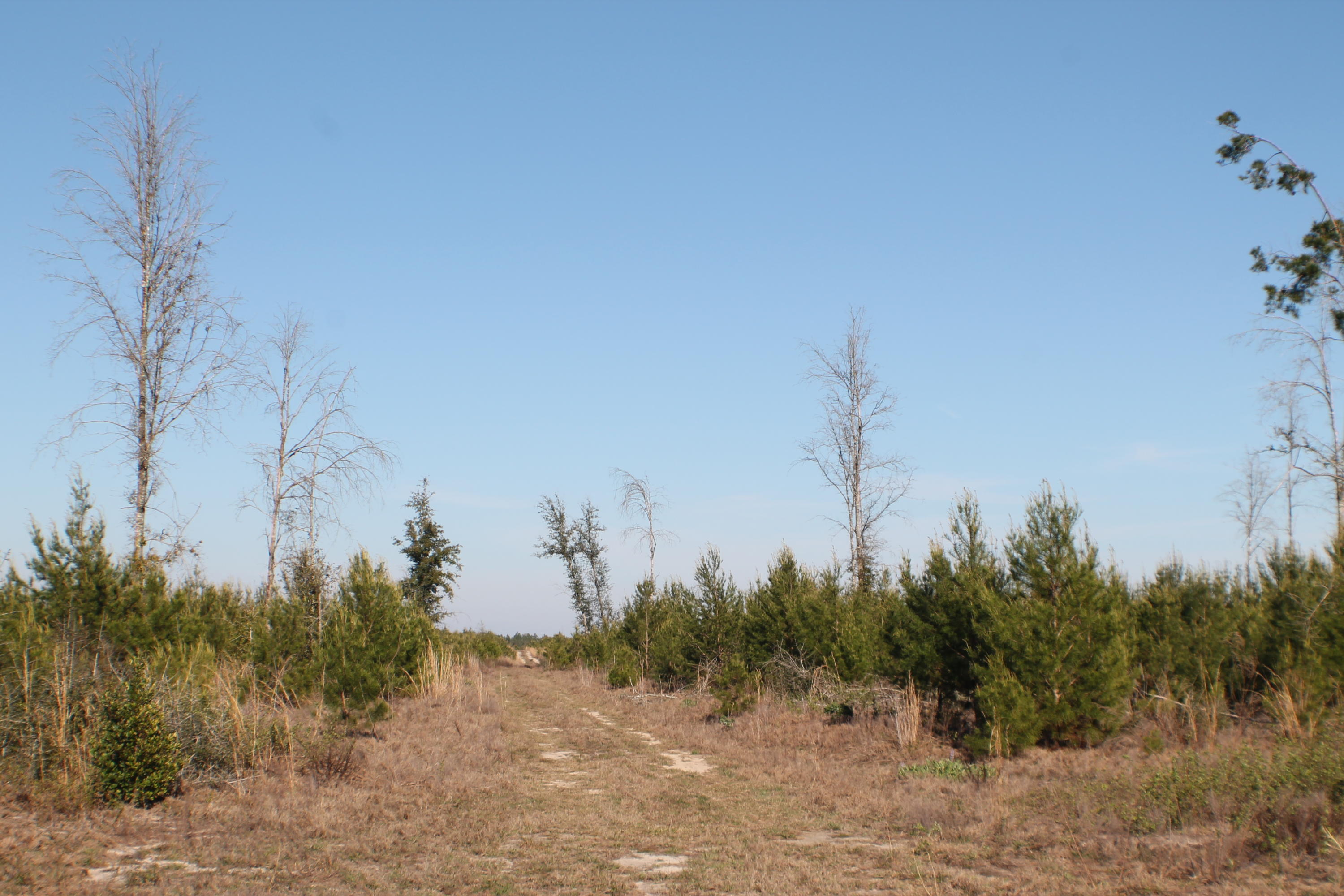 5.08-ac Outlook Road Milton, FL 32583 - Photo 6 of 14 IMG_3304