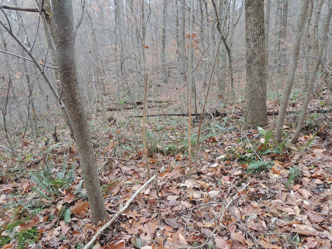 0 Via-Ken Road Hopewell, OH 43746 - Photo 12 of 22