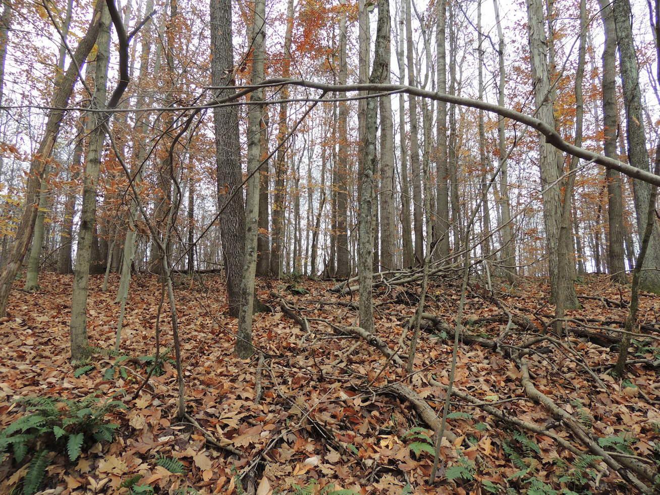 0 Via-Ken Road Hopewell, OH 43746 - Photo 13 of 22