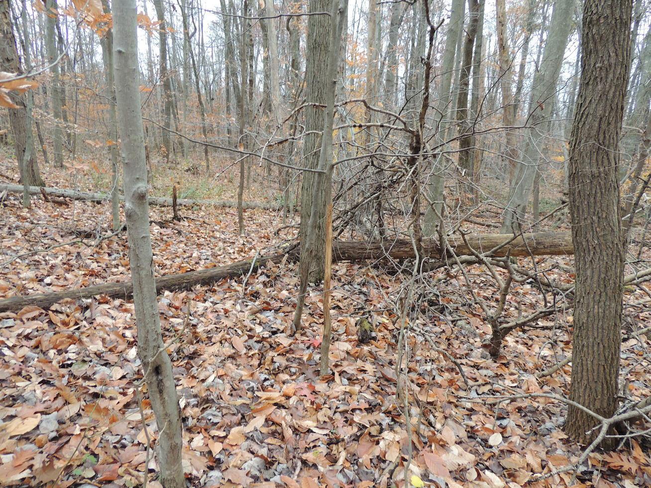 0 Via-Ken Road Hopewell, OH 43746 - Photo 2 of 22
