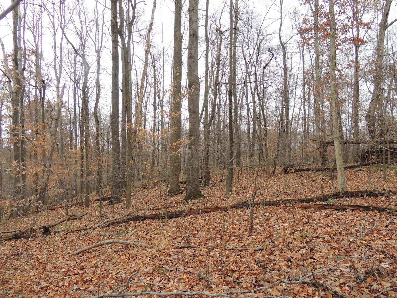 0 Via-Ken Road Hopewell, OH 43746 - Photo 4 of 22