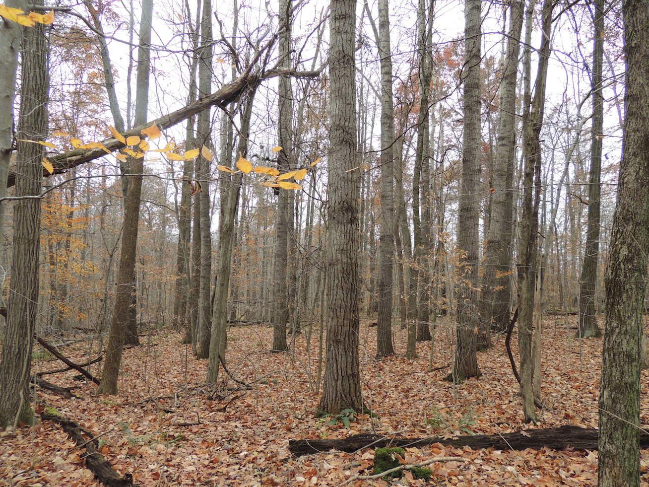 0 Via-Ken Road Hopewell, OH 43746 - Photo 6 of 22