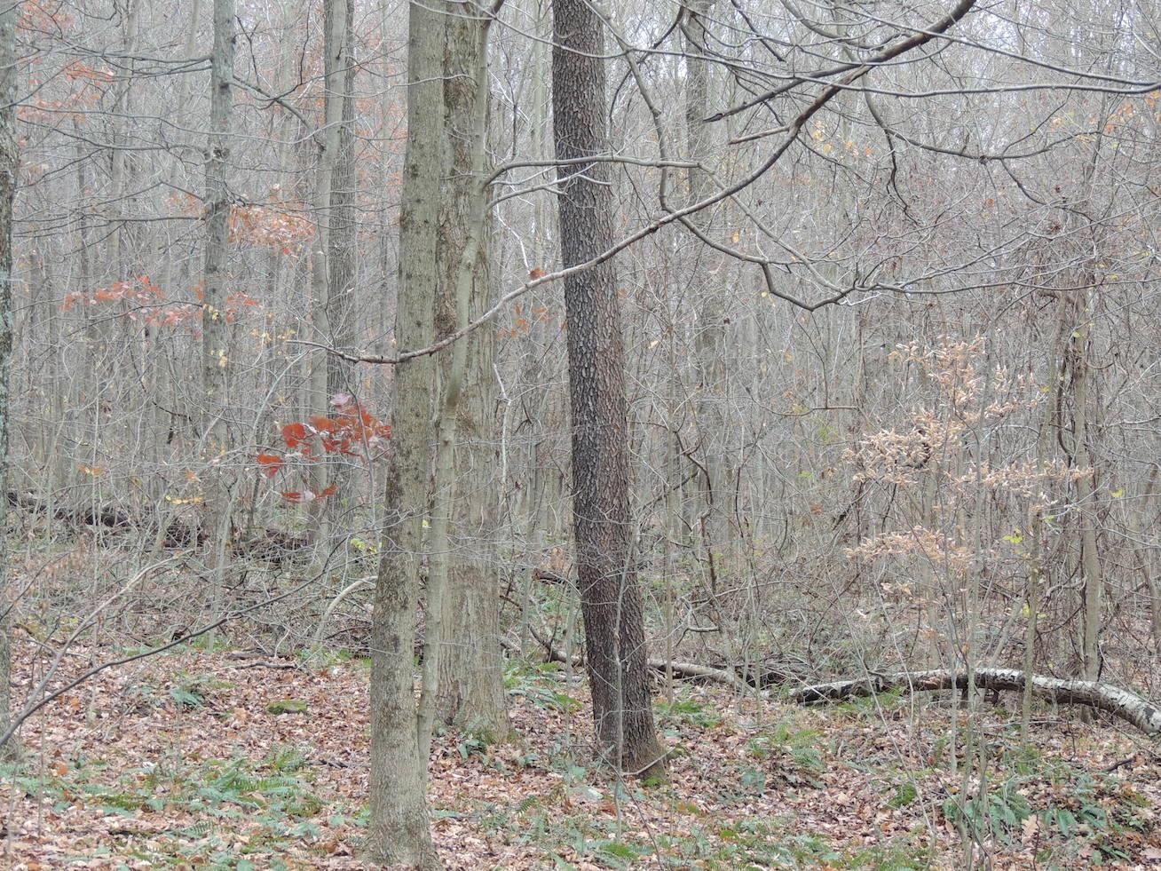 0 Via-Ken Road Hopewell, OH 43746 - Photo 7 of 22