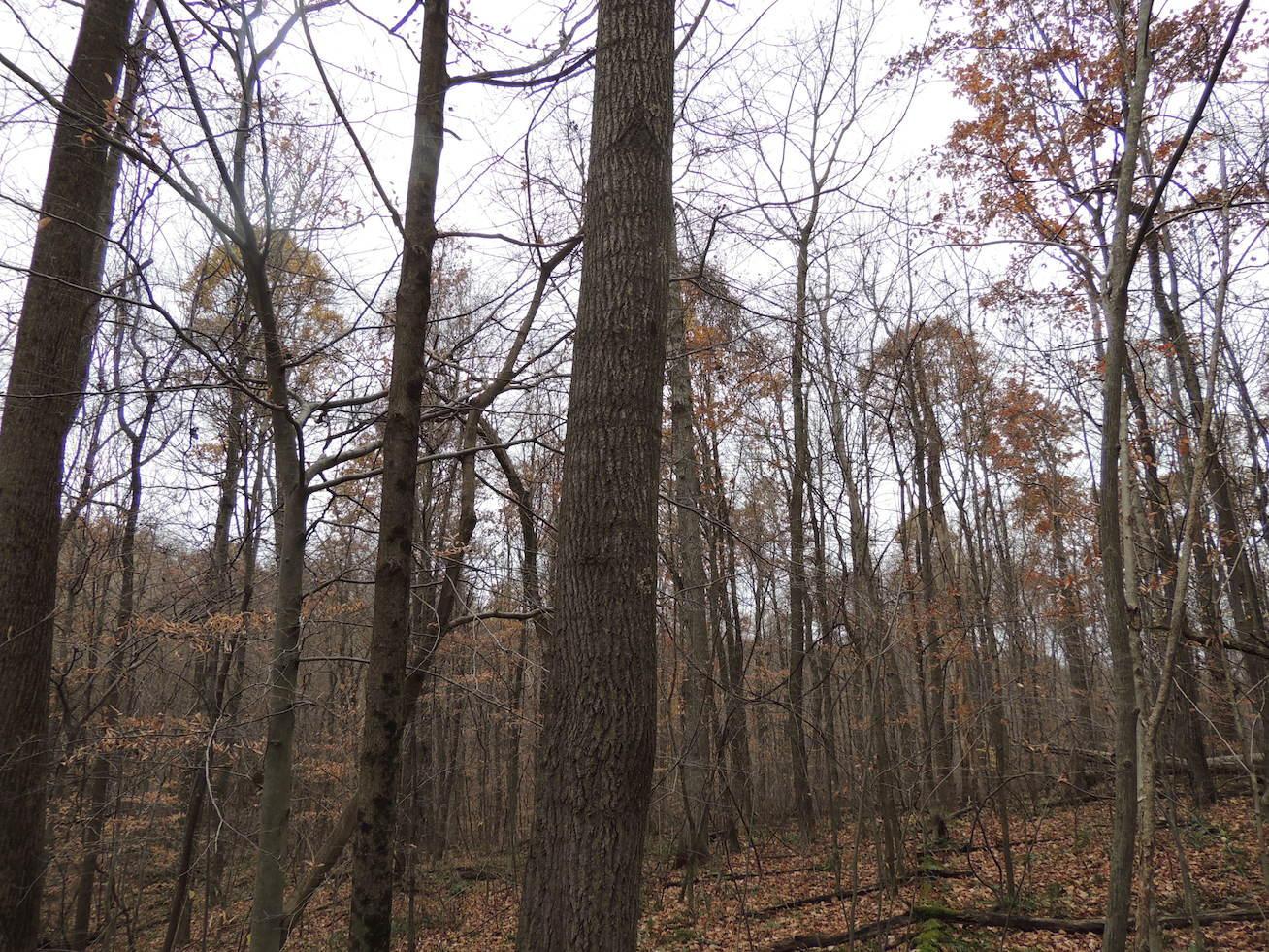 0 Via-Ken Road Hopewell, OH 43746 - Photo 8 of 22