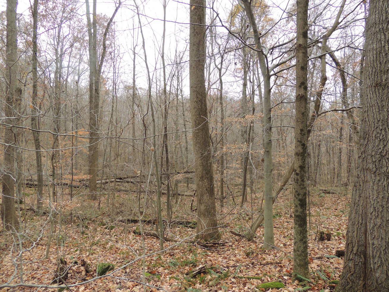 0 Via-Ken Road Hopewell, OH 43746 - Photo 9 of 22