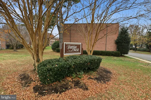 a view of a yard with plants and large trees