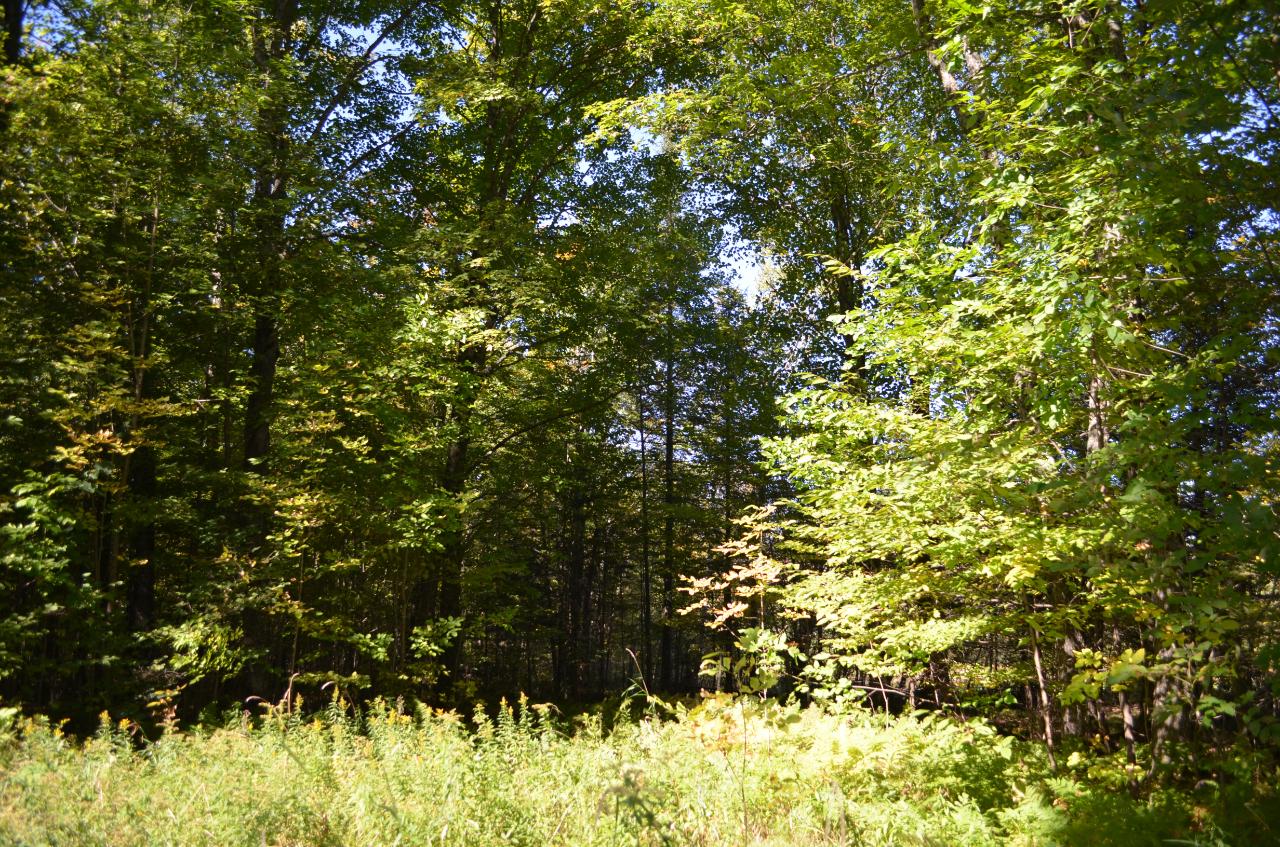 Near Harmony Road Brantwood, WI 54513 - Photo 8 of 23 Gallery Image 8
