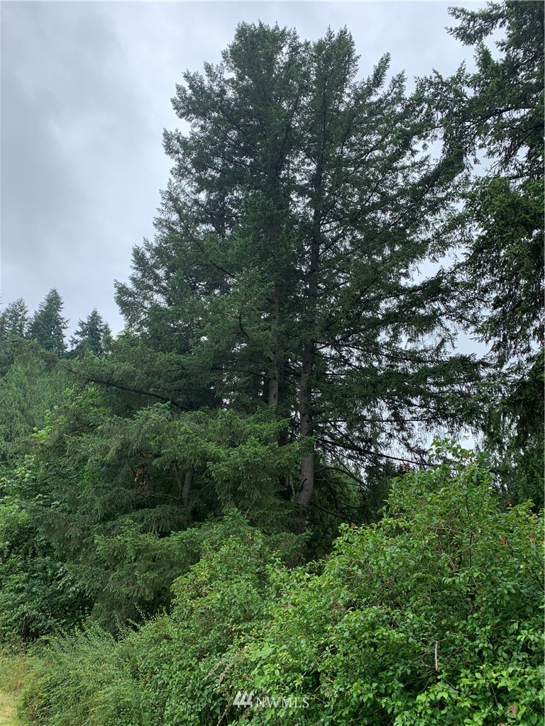 22221 Southeast Bain Road Renton, WA 98058 - Photo 8 of 9