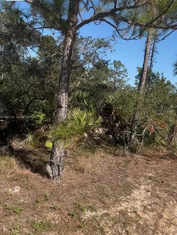 a view of a yard with large trees