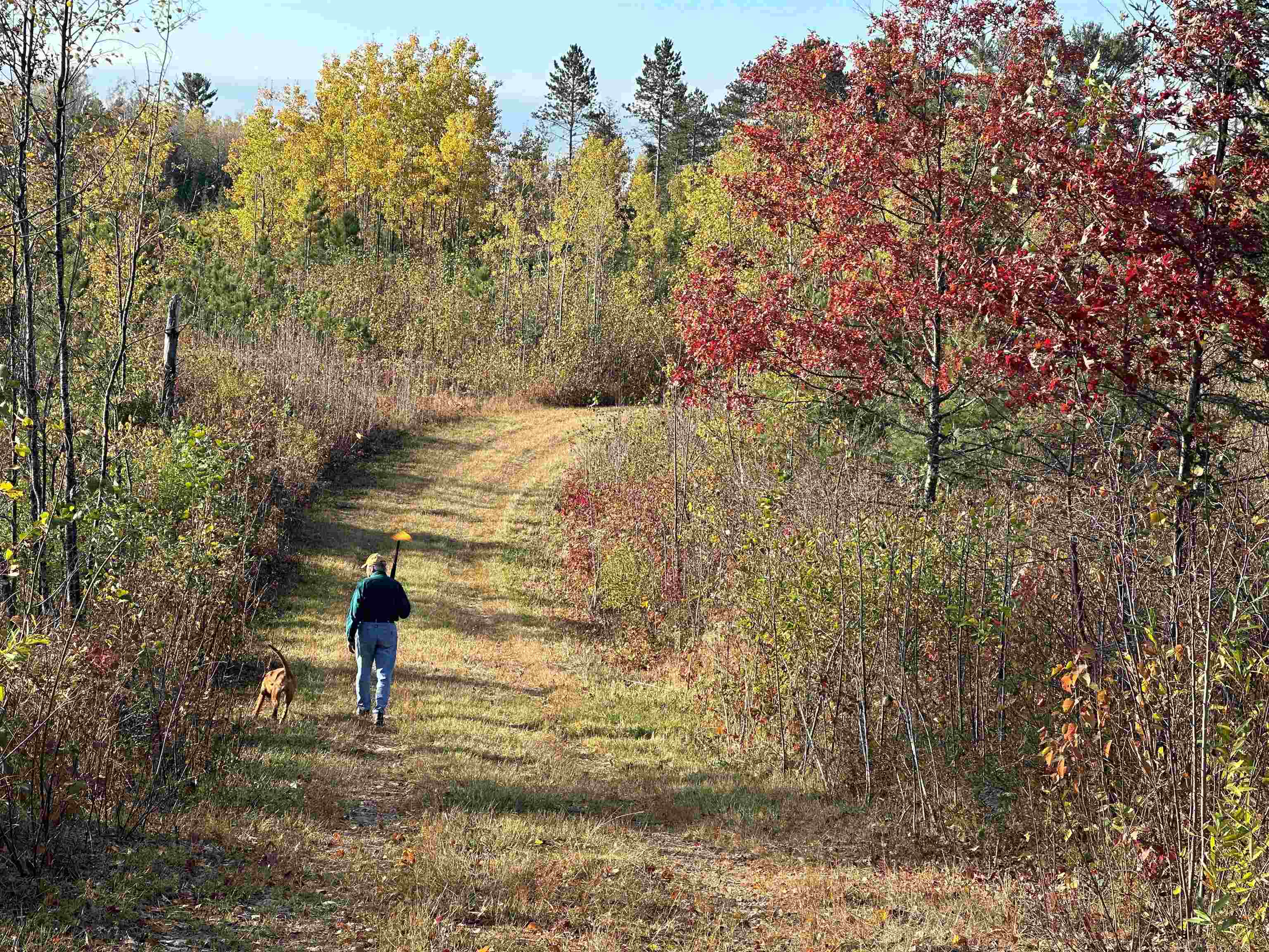 Near Rocky Run Road Harshaw, WI 54529 - Photo 7 of 20