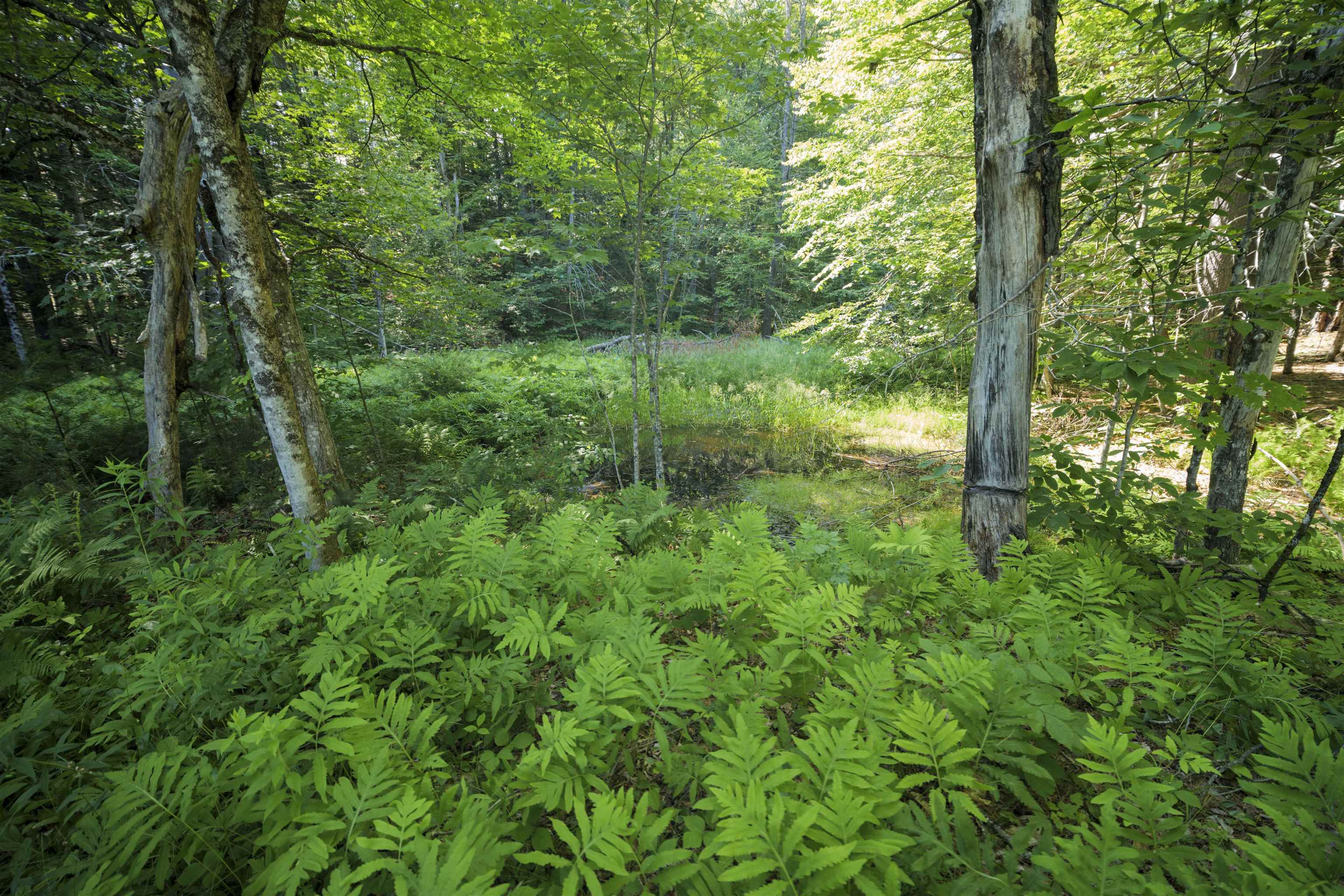 0 Howe Farm Road Jamaica, VT 05343 - Photo 18 of 25